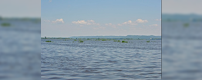 Open Water can provide habitat for threatened plants such as these native phragmites in Pool 8 of the Mississippi River.
<br></br>
Image Credit: Matt Jacobson